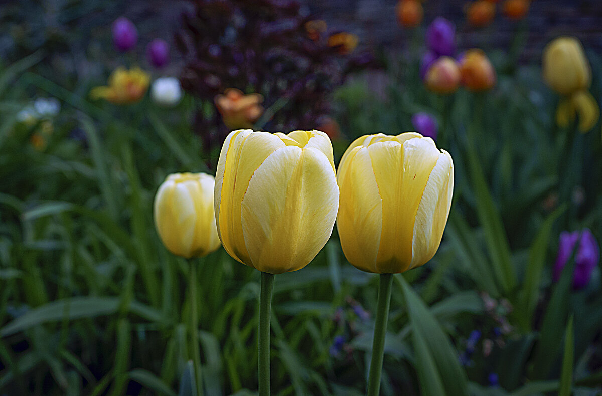 Тюльпаны - Владимир Кроливец