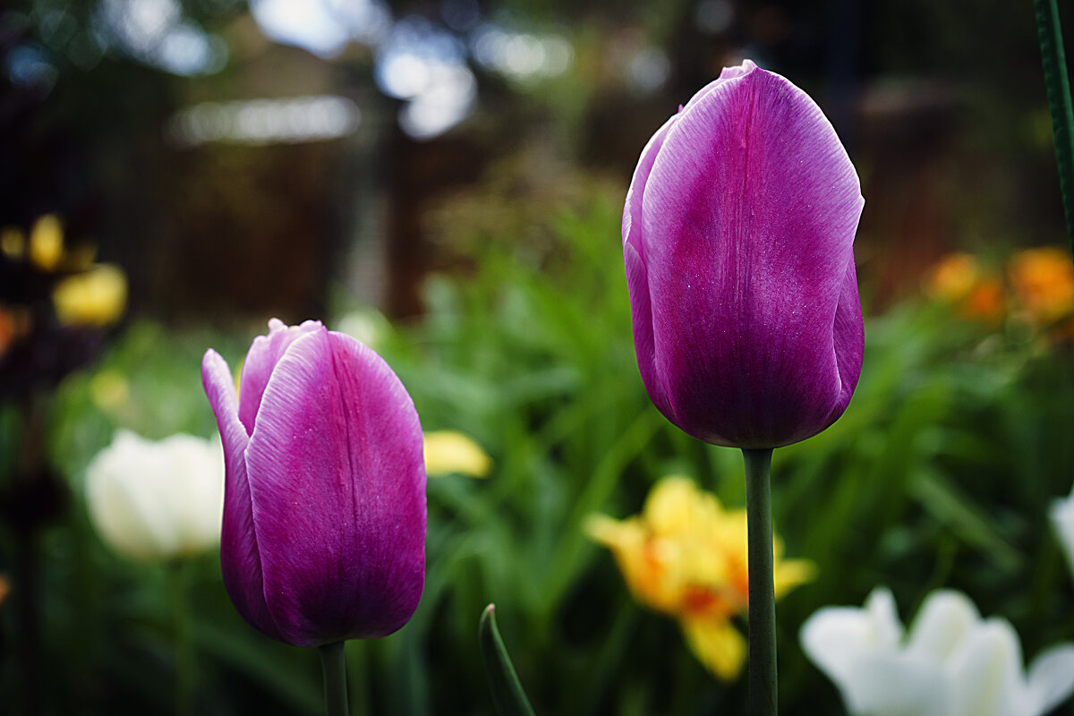 Тюльпаны - Владимир Кроливец