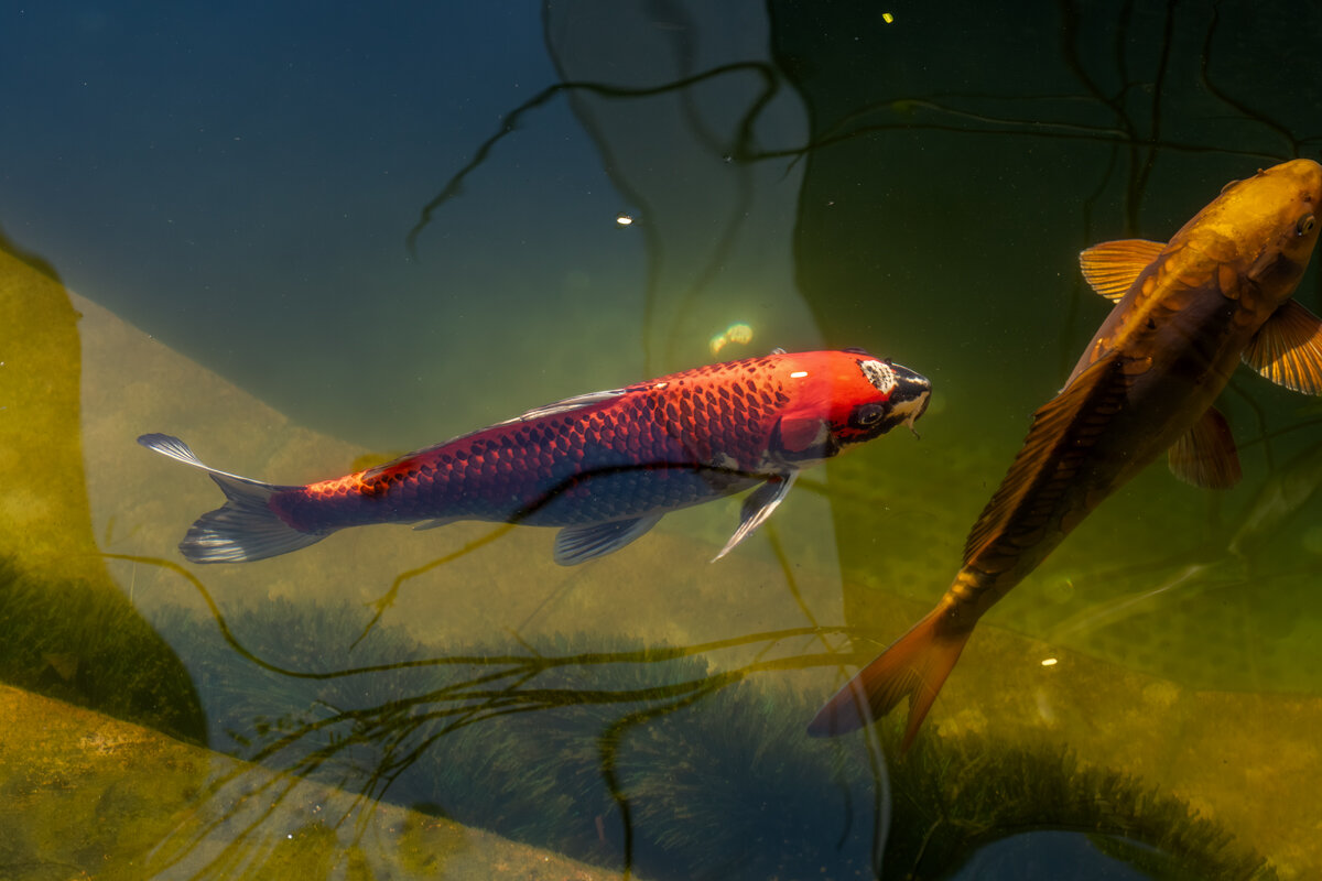 Карп кои - Игорь Сикорский Карп кои - Игорь Сикорский