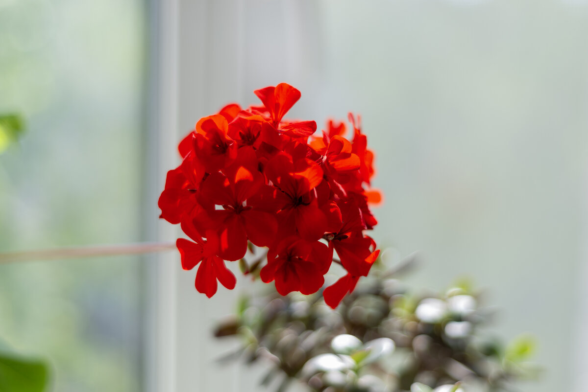 Моя герань - Павел Серов Моя герань - Павел Серов