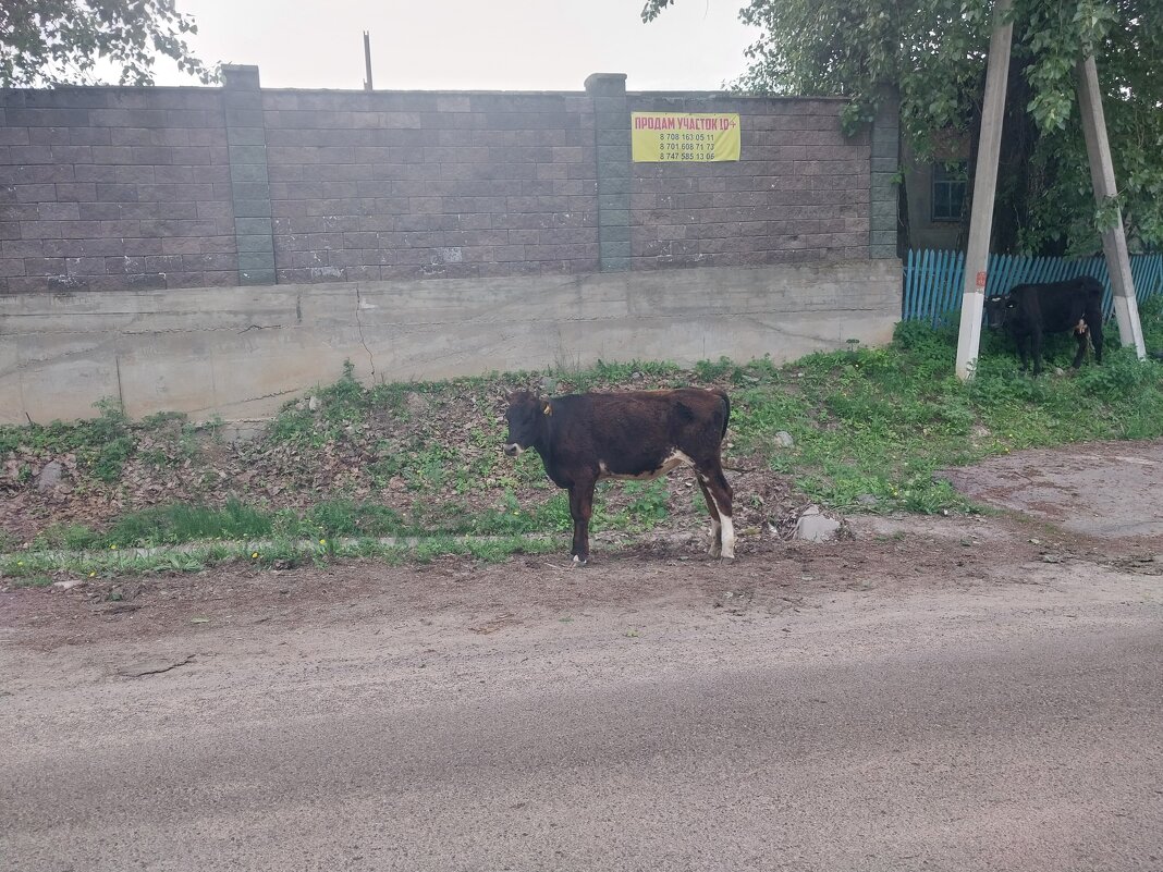 Talgar. - Murat Bukaev 