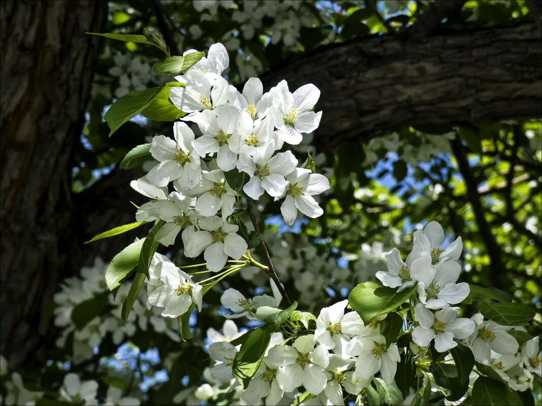 Яблоня цветёт - Валентина *