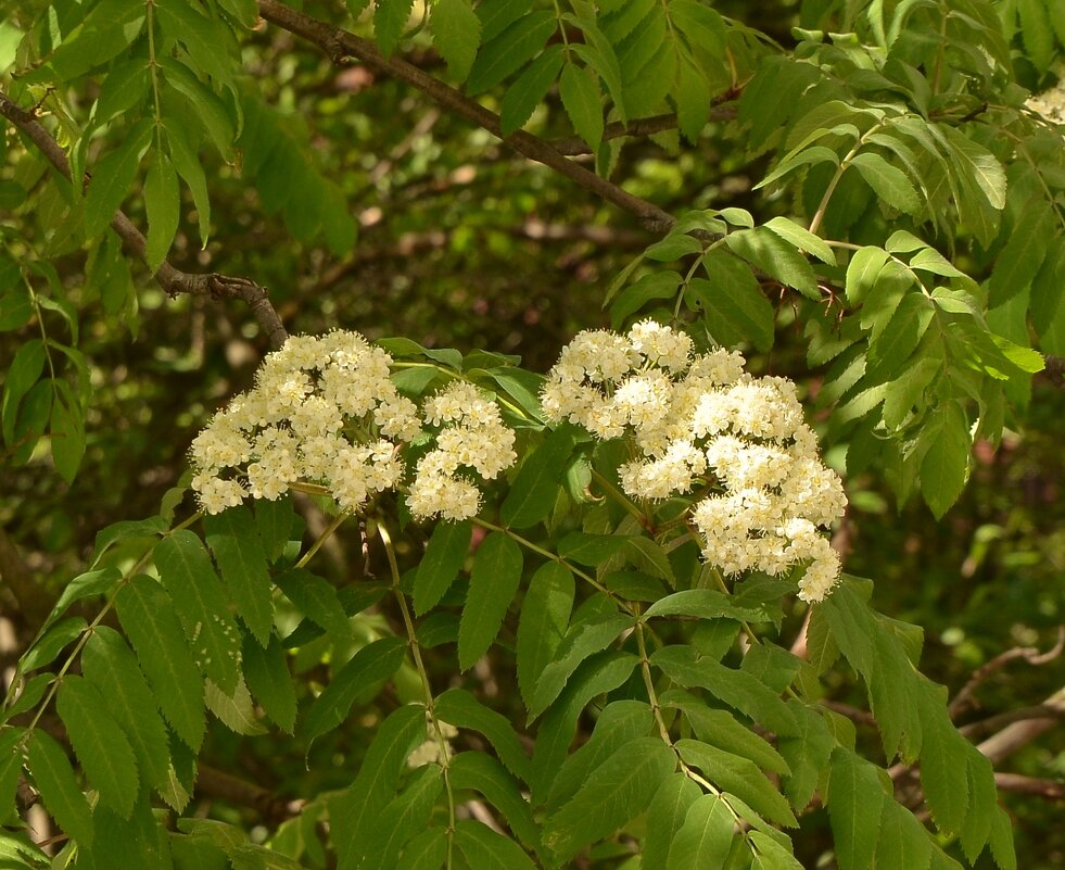 Рябина - Oleg4618 Шутченко