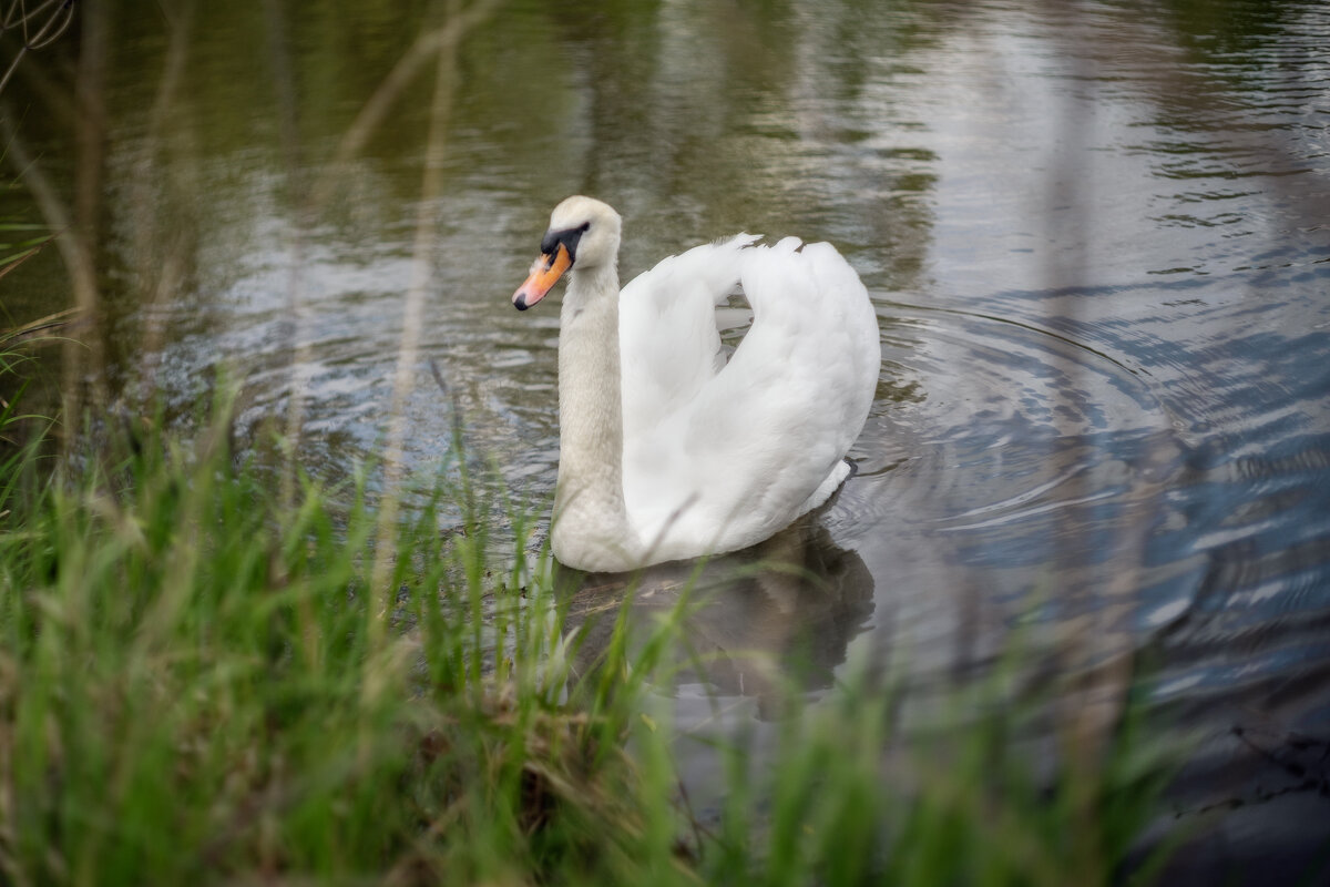 По глади - sorovey Sol