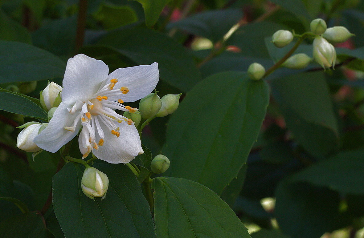 Чубушник - Наталья S