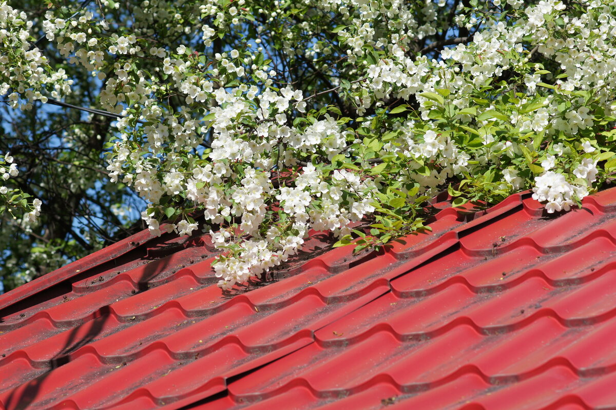 Весна на крыше - Наталия Григорьева