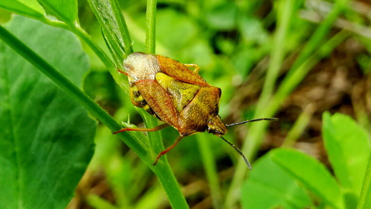 клоп - Ivan Vodonos