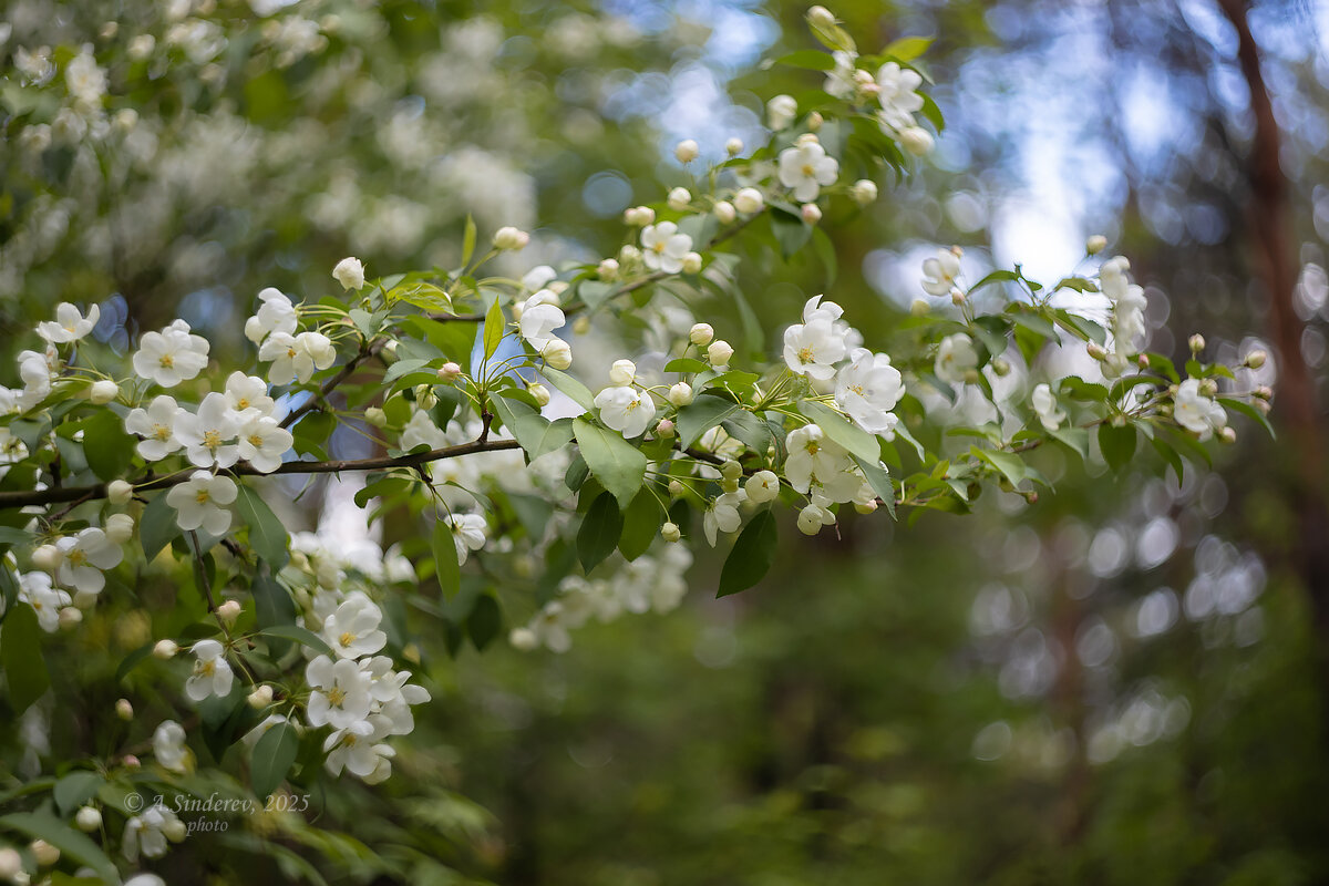 Весенняя ветка - Александр Синдерёв Весенняя ветка - Александр Синдерёв