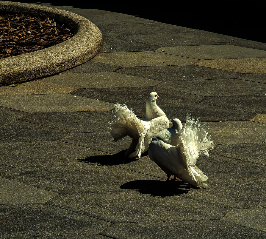 голуби - Наталья Крюкова