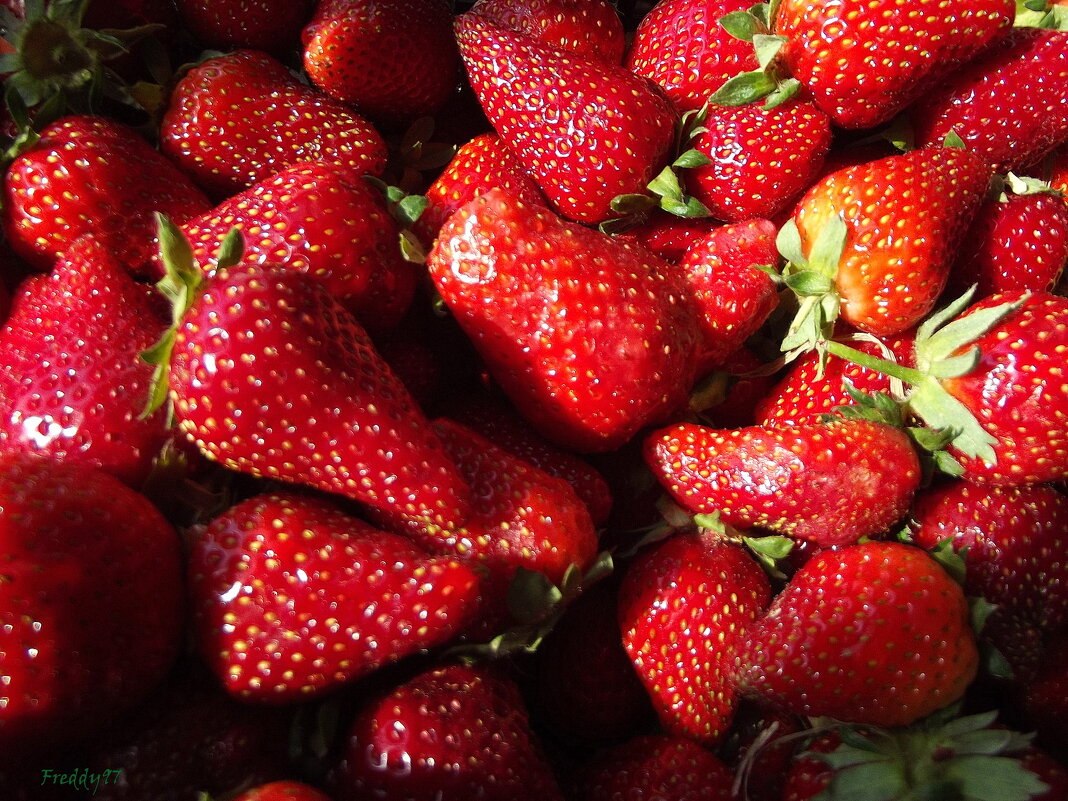 Клубника - Freddy 97 Клубника - Freddy 97