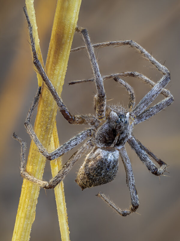 Паук - Александр Григорьев Паук - Александр Григорьев