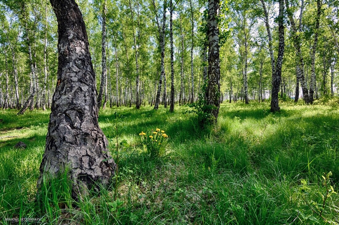 В майской роще - Mikhail Irtyshskiy