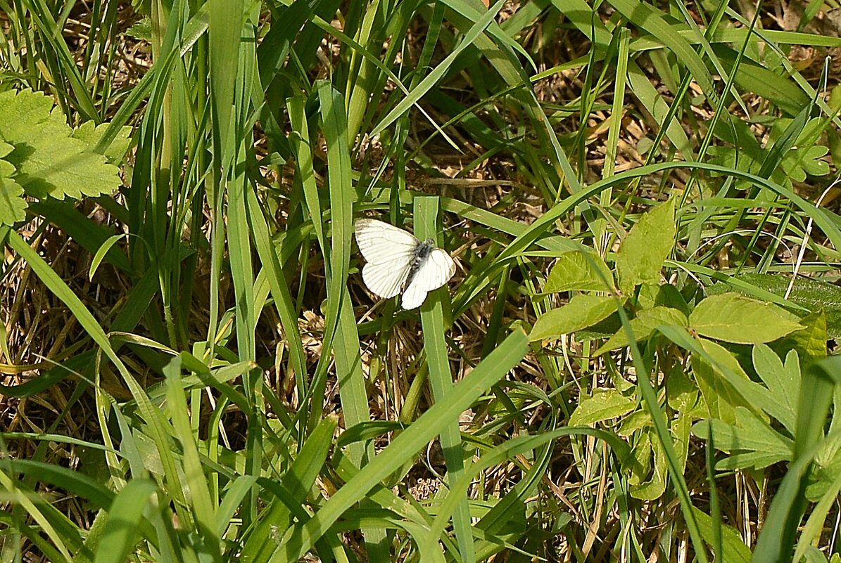 Май - Oleg4618 Шутченко