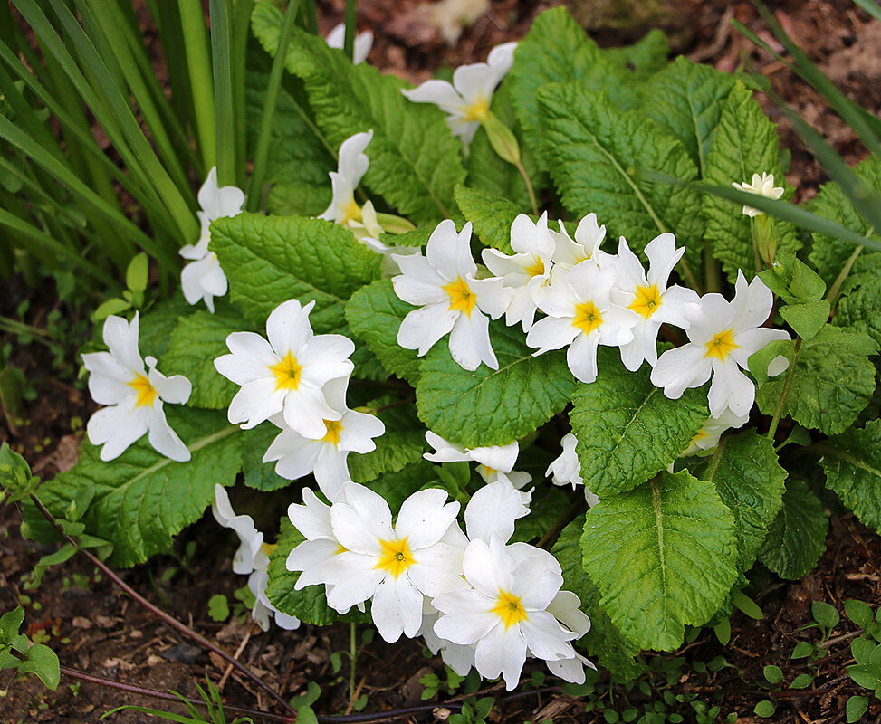 Примула белоснежная - Светлана Примула белоснежная - Светлана