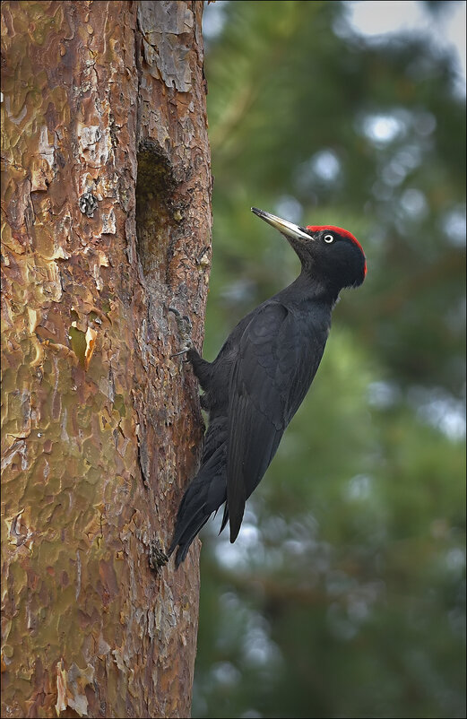 Самец у дупла... - Андрей Медведев Самец у дупла... - Андрей Медведев