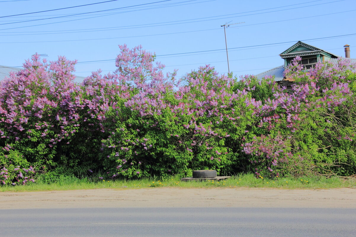 " Расцвела сирень в моём садочке..." - Евгений Корьевщиков " Расцвела сирень в моём садочке..." - Евгений Корьевщиков
