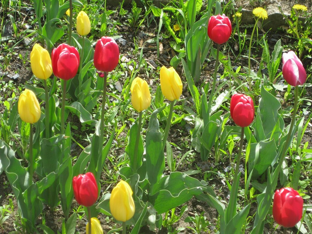 Красные и жёлтые - Дмитрий Никитин