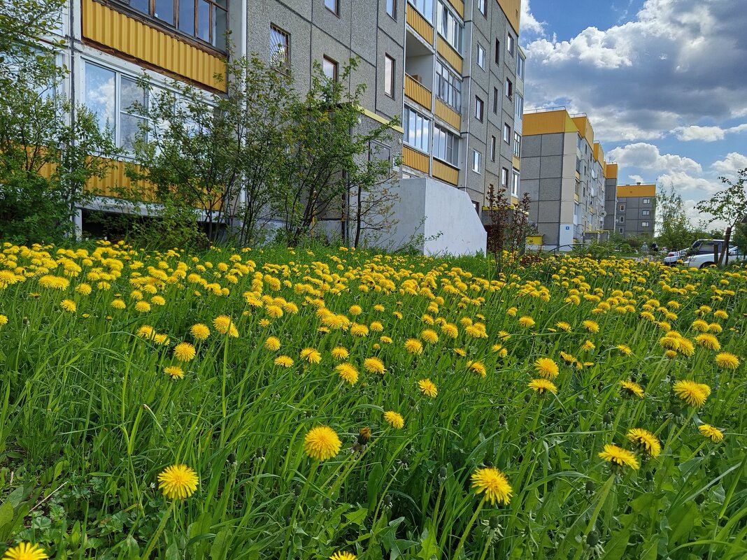 А у нас во дворе...всё жёлтенькое)) - Алена А у нас во дворе...всё жёлтенькое)) - Алена