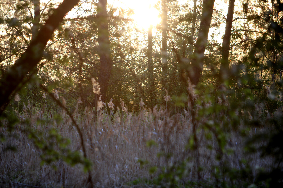 Лесное - Николай (dr.Zlo) Кузнецов