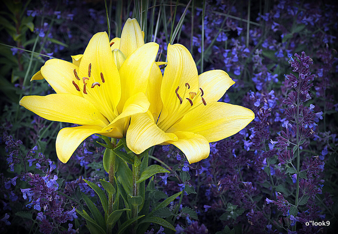 они на радость нам даны - Олег Лукьянов они на радость нам даны - Олег Лукьянов