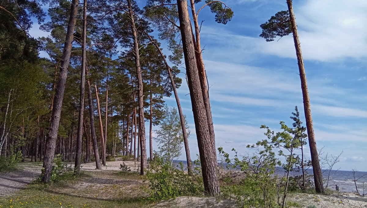 Майский променад у залива.. - Татьян@ Ивановна