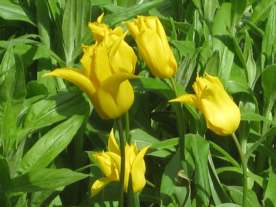 Стрельчатые жёлтые тюльпаны - Дмитрий Никитин