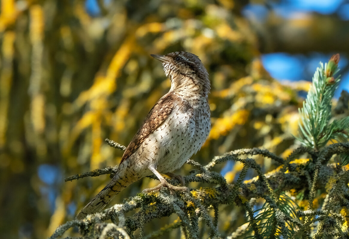 Вертишейка - Viktor Makarov