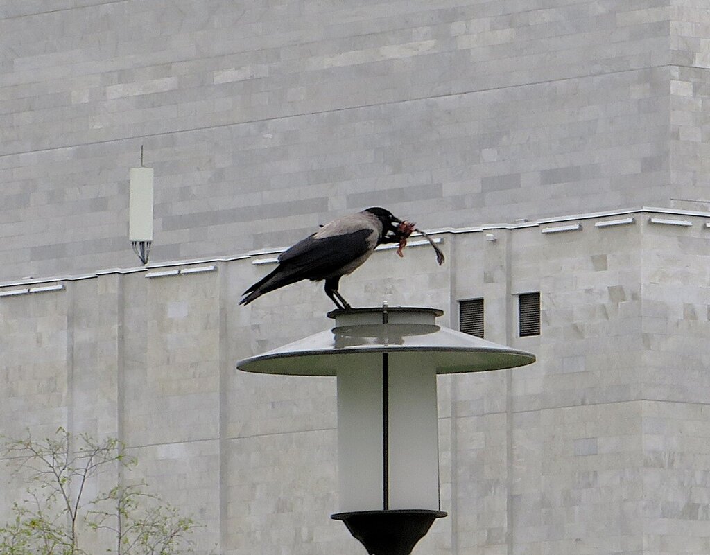 Ворона что-то раздобыла - Лариса С. Ворона что-то раздобыла - Лариса С.