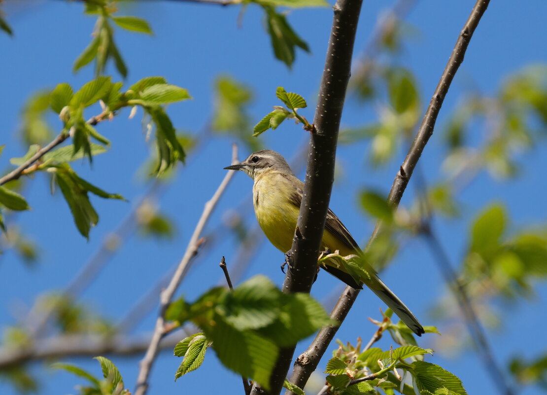 Желтая трясогузка - Андрей Зайцев Желтая трясогузка - Андрей Зайцев
