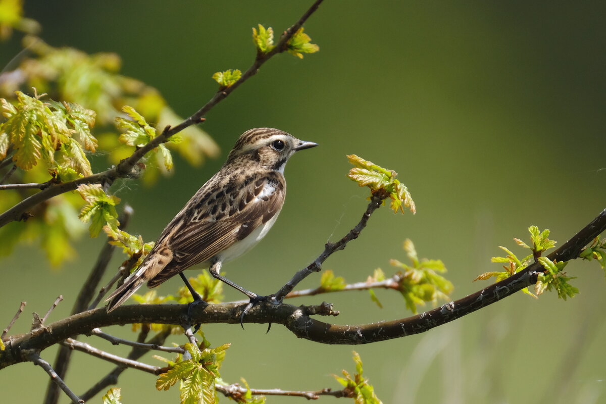 Луговой чекан - Андрей Зайцев