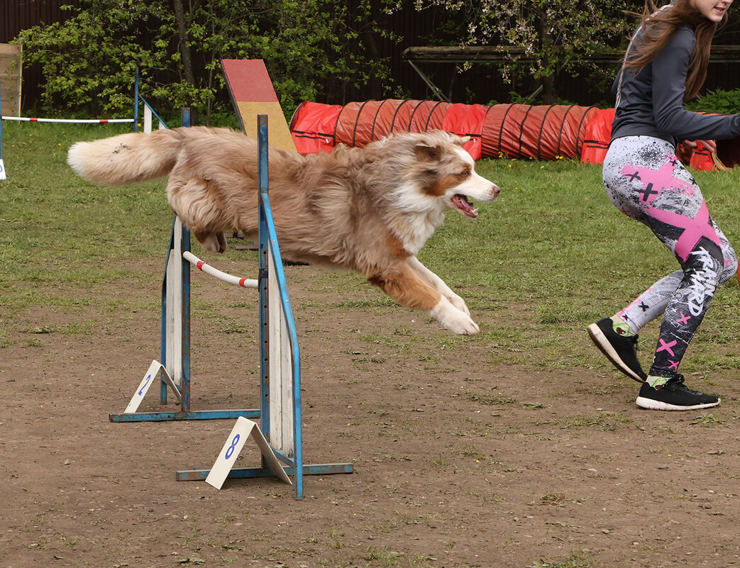 Аджилити - Анатолий Шумилин