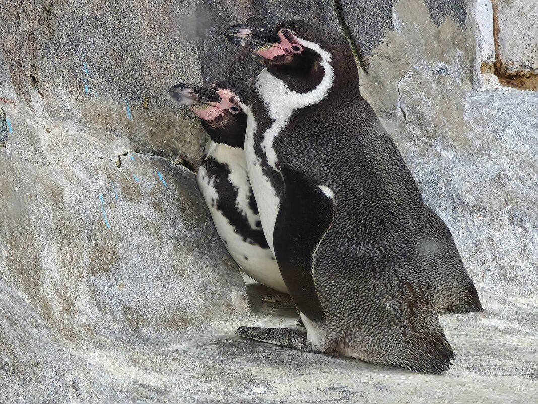 Пингвины - <<< Наташа >>>