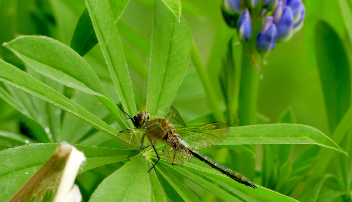 из снятого вчера 1 - Александр Прокудин из снятого вчера 1 - Александр Прокудин