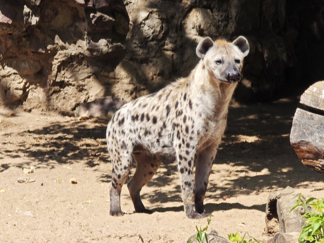 Гиена - <<< Наташа >>>