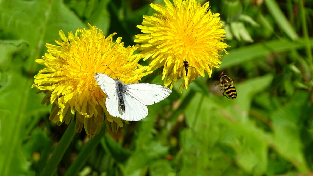 Летят насекомые на сладенькое. - Милешкин Владимир Алексеевич Летят насекомые на сладенькое. - Милешкин Владимир Алексеевич