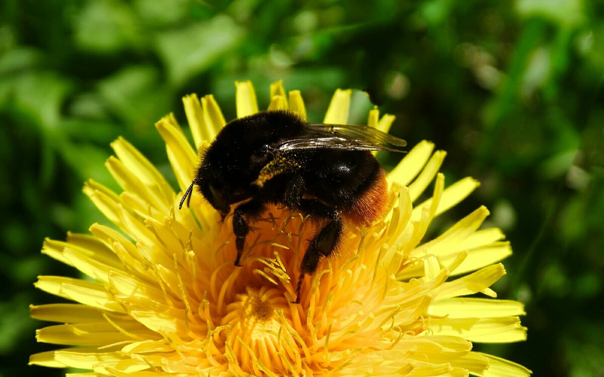 Каменный шмель - Милешкин Владимир Алексеевич Каменный шмель - Милешкин Владимир Алексеевич