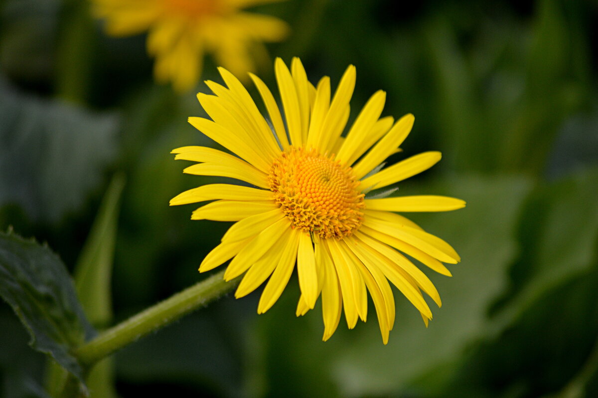 Дороникум - Татьяна Лютаева Дороникум - Татьяна Лютаева