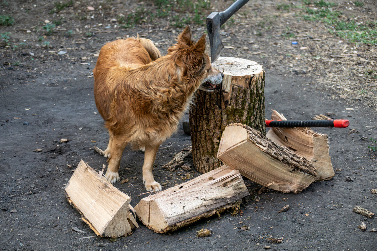 Помощница - Игорь Сикорский Помощница - Игорь Сикорский