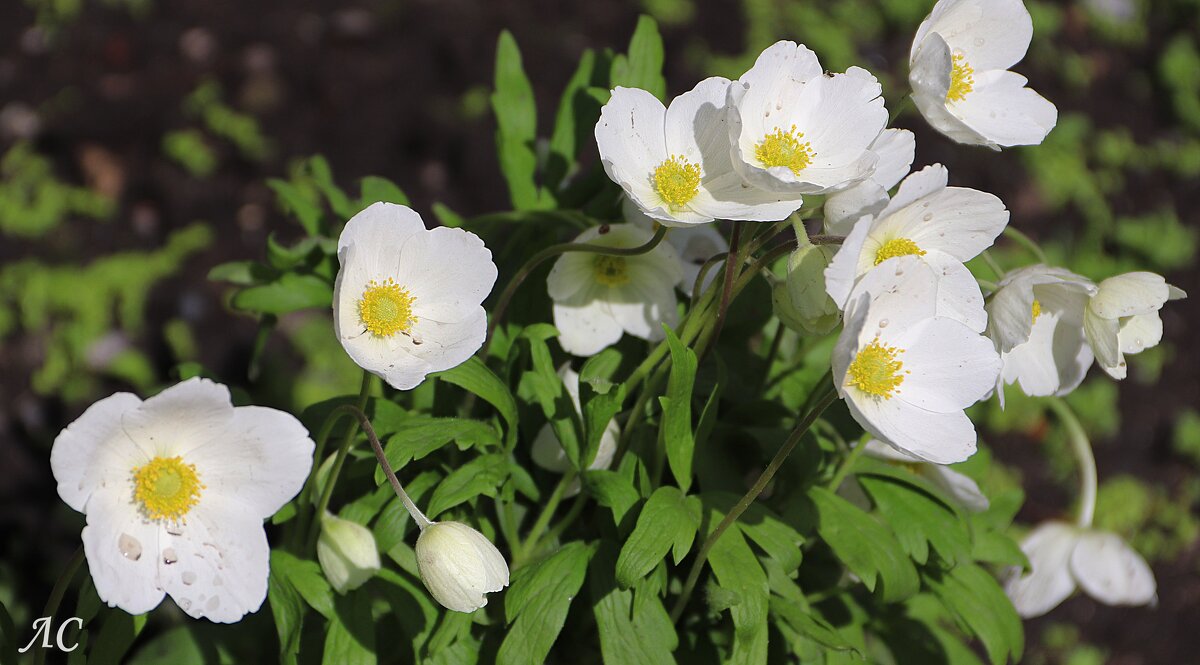 Ветреница дубравная - Любовь Сахарова Ветреница дубравная - Любовь Сахарова