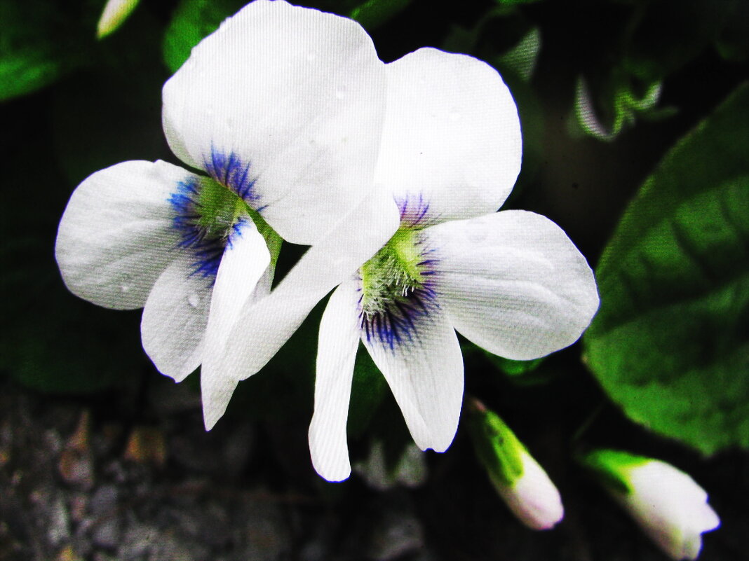 Садовая фиалка - Людмила Смородинская Садовая фиалка - Людмила Смородинская