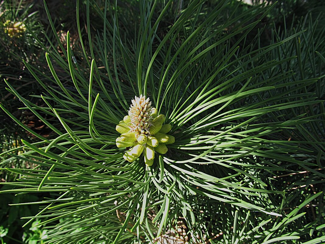 майские шишки - Елена Шаламова