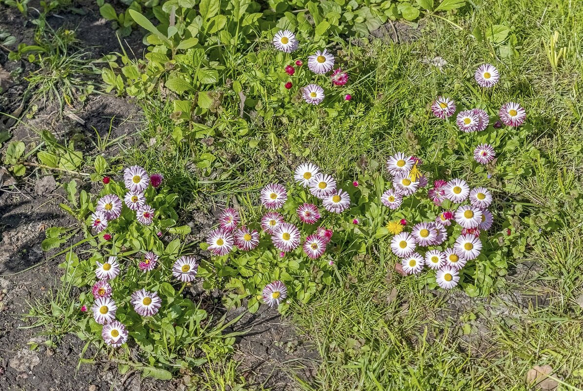Созвездие маргариток - Валерий Иванович Созвездие маргариток - Валерий Иванович