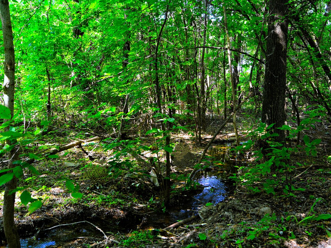 Чебоксары. Ручей Слесарного оврага летом. - Пётр Чернега