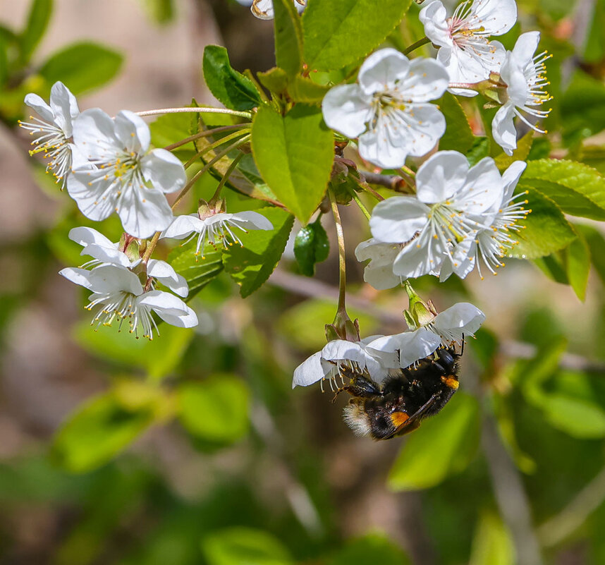 Шмель - Анатолий Шумилин Шмель - Анатолий Шумилин