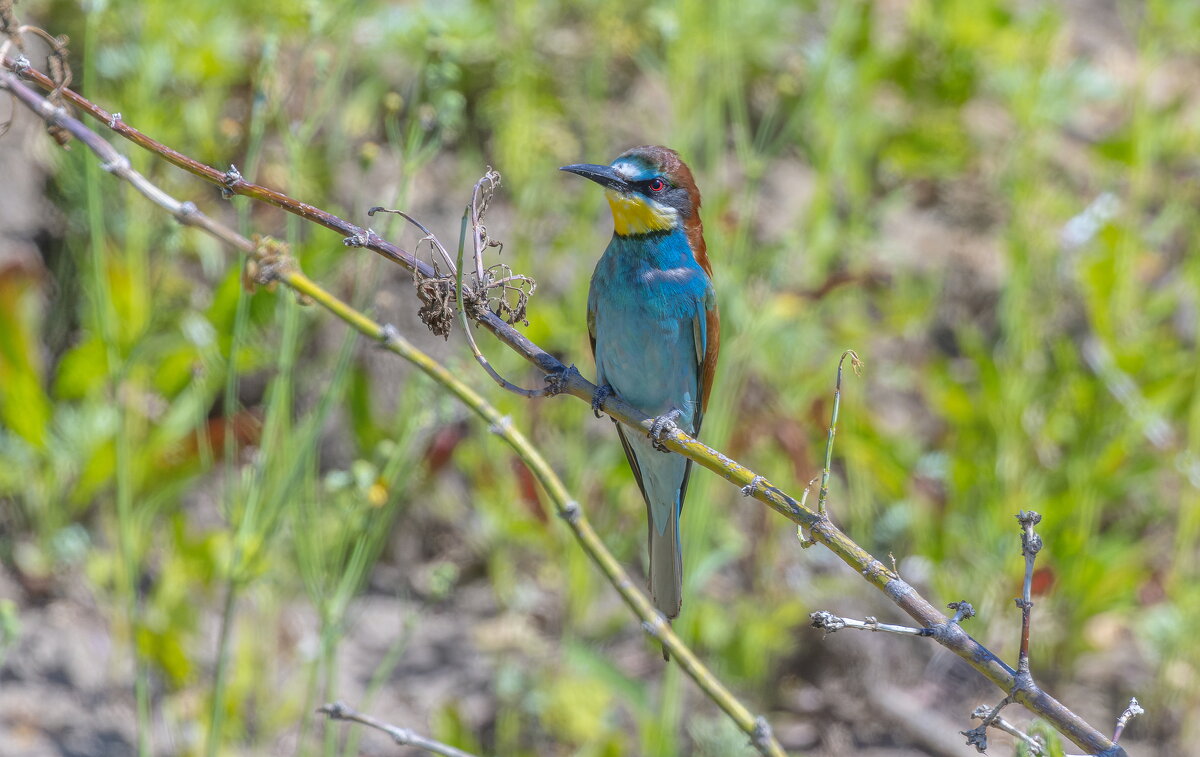 золотистые щурки - юрий макаров