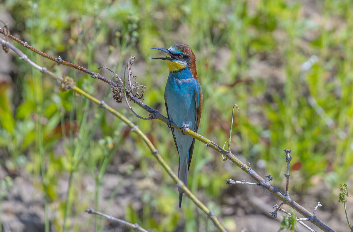 золотистые щурки - юрий макаров золотистые щурки - юрий макаров