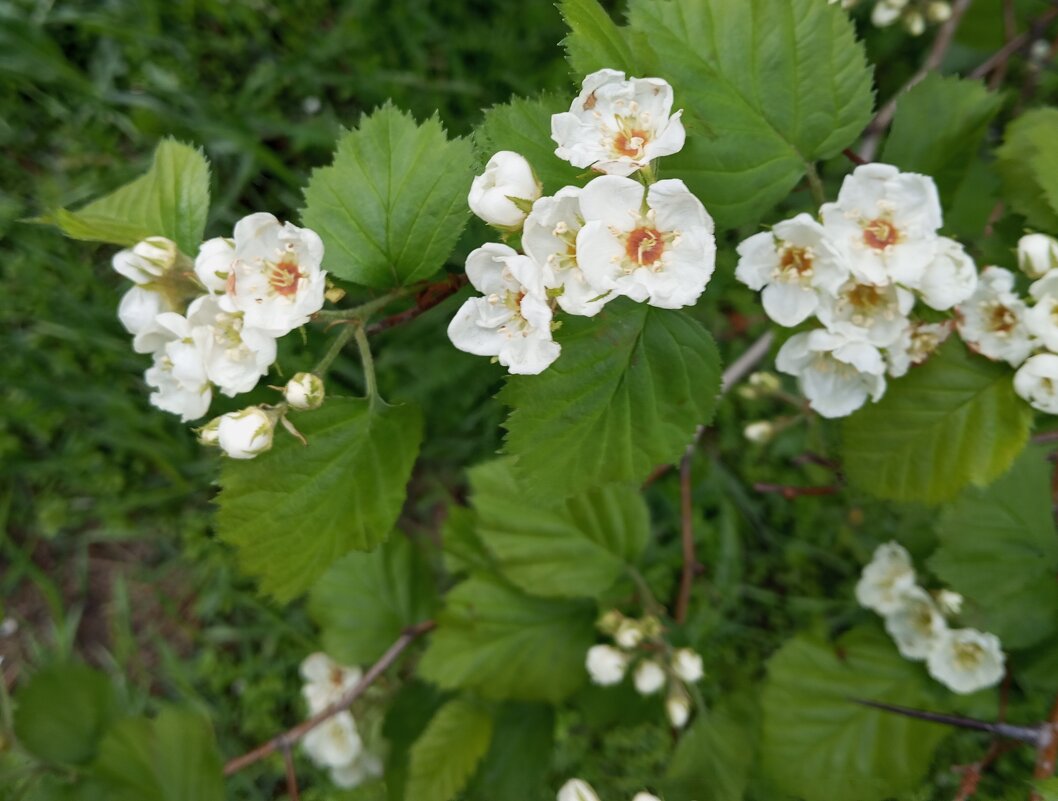 Весеннее - Елена Семигина