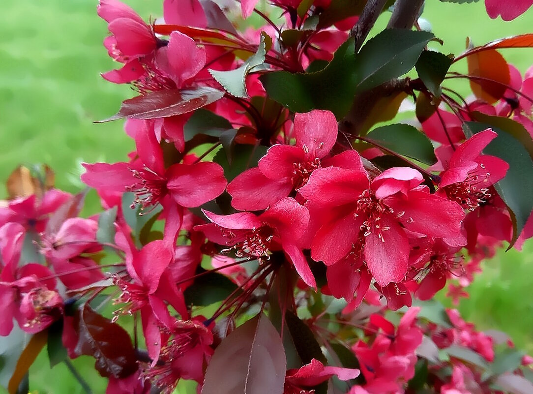 Яблоня в цвету... - Ольга Довженко