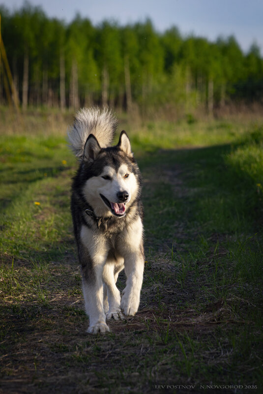 Ярик. - leff Postnov