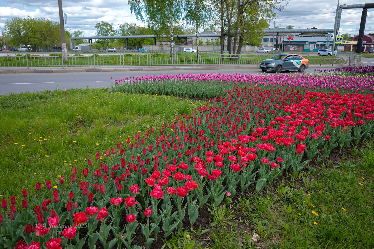 Тюльпаны около дороги - Александр Синдерёв Тюльпаны около дороги - Александр Синдерёв